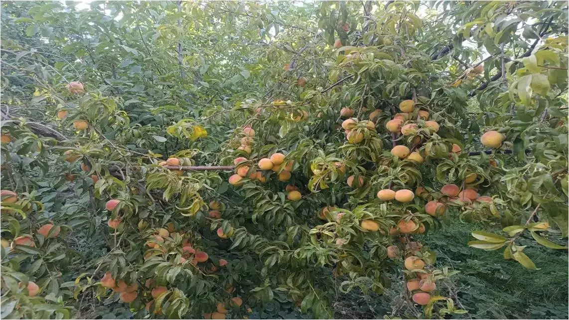 فروش باغچه نقلی و مشجر با لوکیشن عالی در سینک