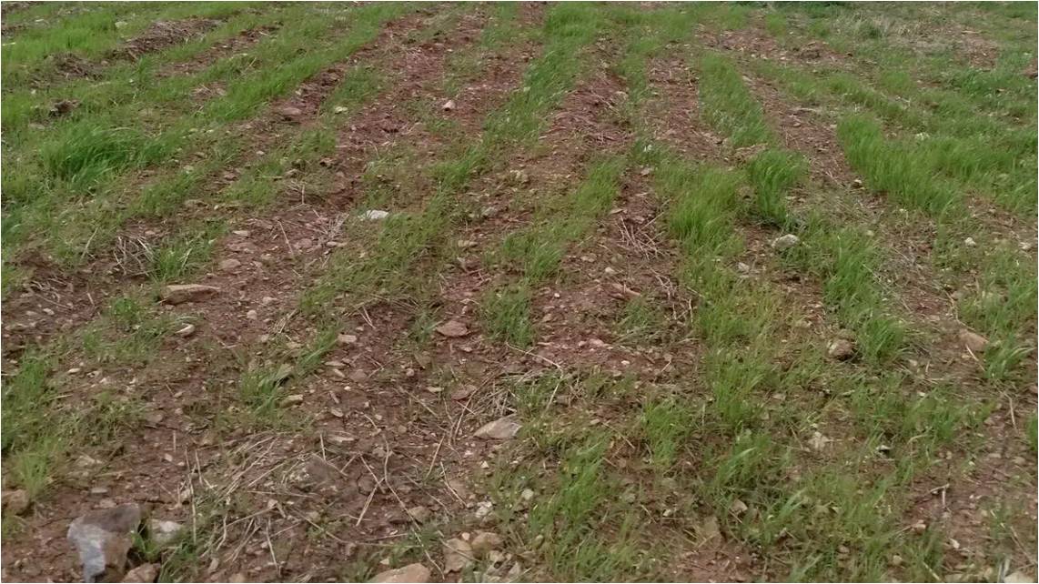 فروش زمین استثنایی در مرتفع‌ترین نقطه لواسان روستای ایرا با ویوی دریای ابر