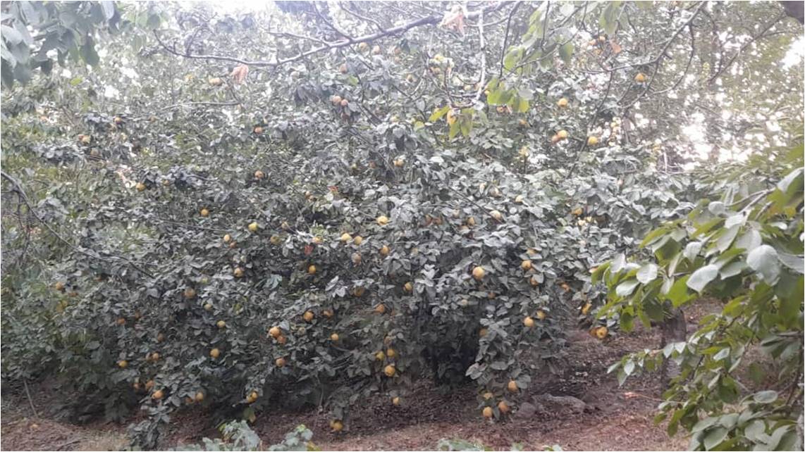 فروش باغ در لواسان سند تکبرگ آب برق گاز تلفن